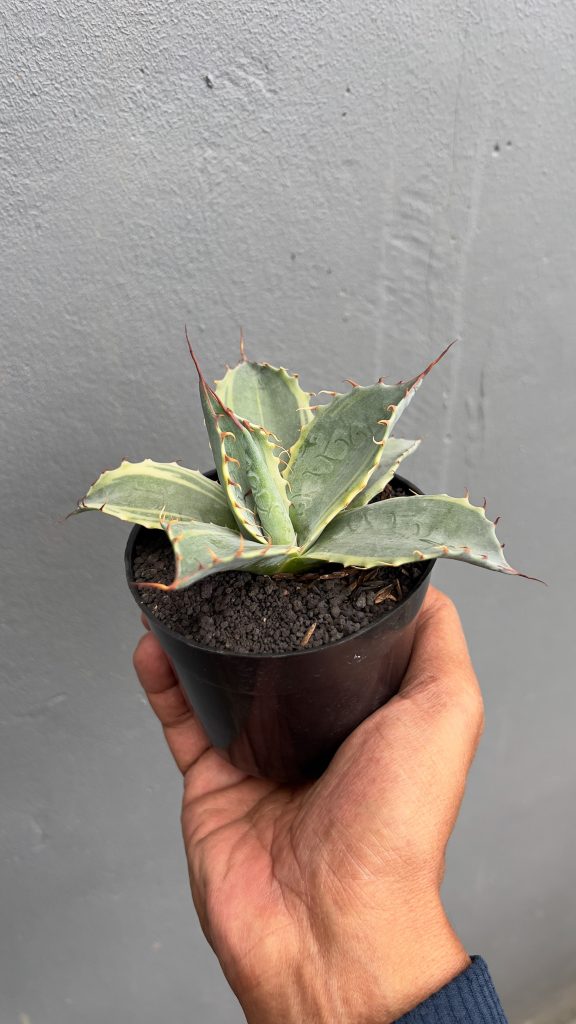 kaktus.id