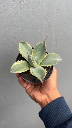 Agave Parrasana, real gallery image #4 plants. Picture taken directly from kaktus.id community Agave farmer green houses.