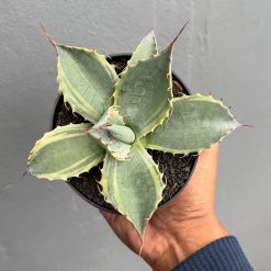 Agave Parrasana, real feature image plant. Picture taken directly from kaktus.id community Agave farmer green houses.