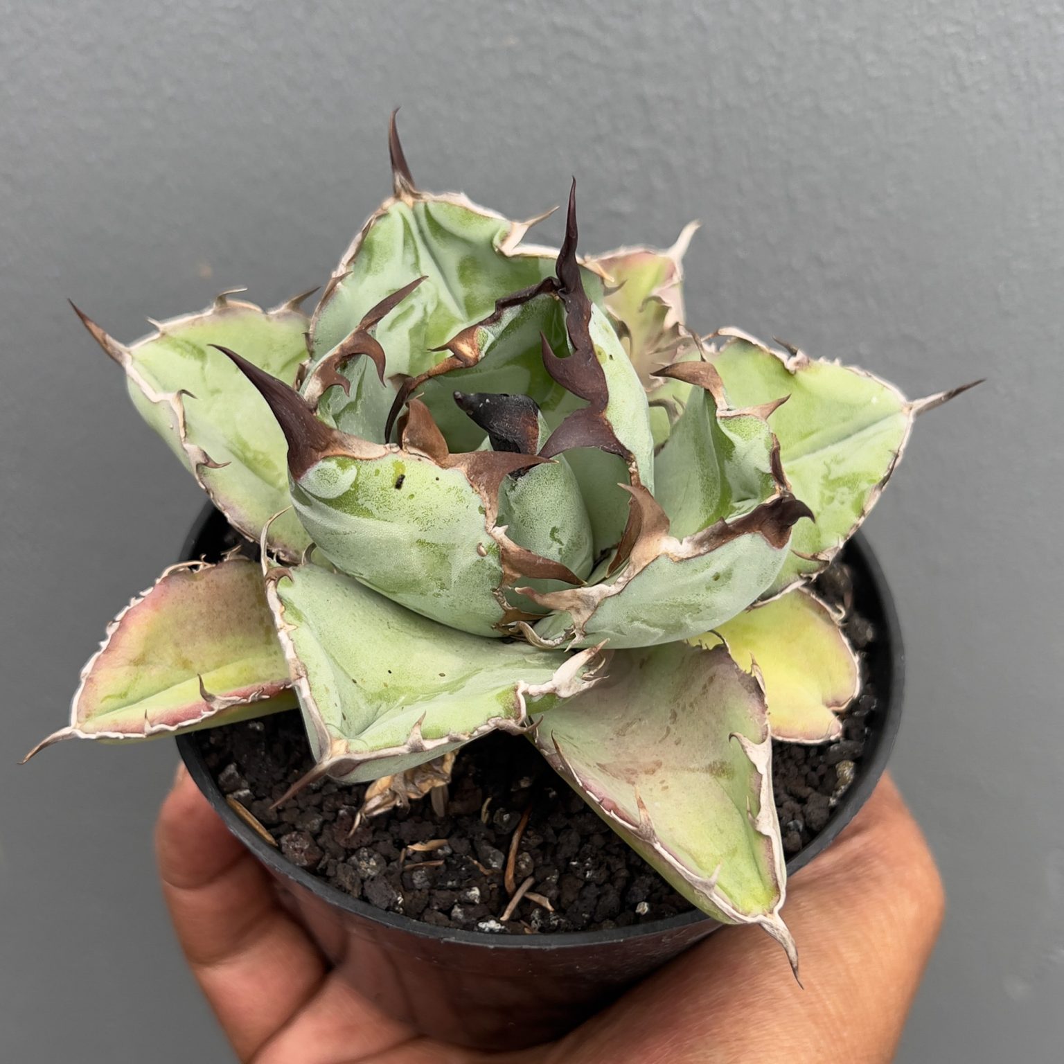 Agave Black and Blue, real feature image plant. Picture taken directly from kaktus.id community Agave farmer green houses.