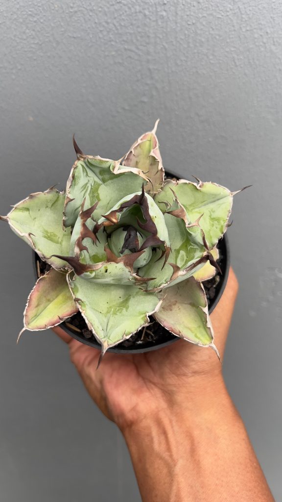 kaktus.id