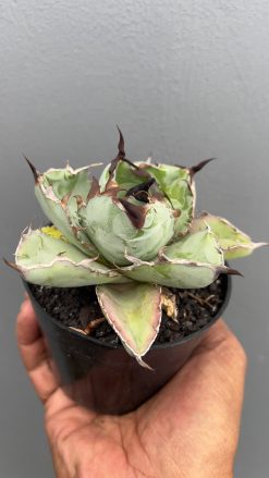 Agave Black and Blue, real gallery image #2 plants. Picture taken directly from kaktus.id community Agave farmer green houses.
