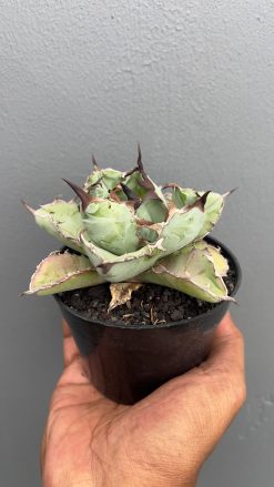 Agave Black and Blue, real gallery image #4 plants. Picture taken directly from kaktus.id community Agave farmer green houses.