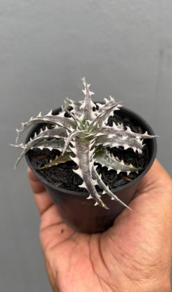 Dyckia Little Wing, real gallery image #1 plants. Picture taken directly from kaktus.id community Dyckia farmer green houses.