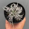 Dyckia Little Wing, real feature image plant. Picture taken directly from kaktus.id community Dyckia farmer green houses.