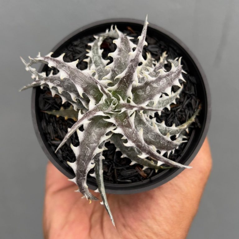 1400. Dyckia Little Wing