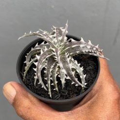 Dyckia Little Wing, real gallery image #2 plants. Picture taken directly from kaktus.id community Dyckia farmer green houses.