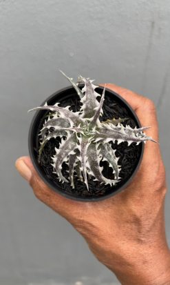 Dyckia Little Wing, real gallery image #3 plants. Picture taken directly from kaktus.id community Dyckia farmer green houses.