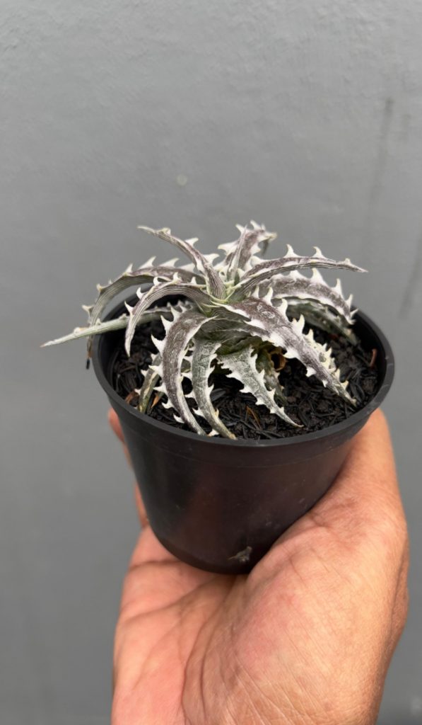 kaktus.id