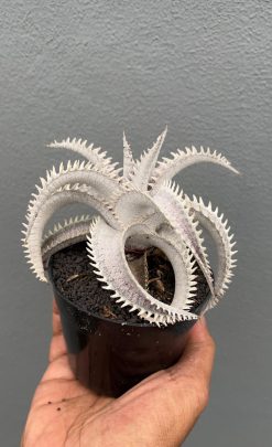 Dyckia Marnier White, real gallery image #1 plants. Picture taken directly from kaktus.id community Dyckia farmer green houses.