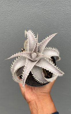 Dyckia Marnier White, real gallery image #2 plants. Picture taken directly from kaktus.id community Dyckia farmer green houses.