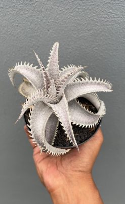 Dyckia Marnier White, real gallery image #3 plants. Picture taken directly from kaktus.id community Dyckia farmer green houses.