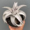 Dyckia Marnier White, real feature image plant. Picture taken directly from kaktus.id community Dyckia farmer green houses.