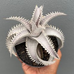Dyckia Marnier White, real feature image plant. Picture taken directly from kaktus.id community Dyckia farmer green houses.