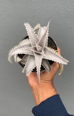 Dyckia Marnier White, real gallery image #4 plants. Picture taken directly from kaktus.id community Dyckia farmer green houses.