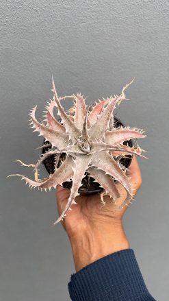 Dyckia Marnier Hybrid, real gallery image #1 plants. Picture taken directly from kaktus.id community Dyckia farmer green houses.