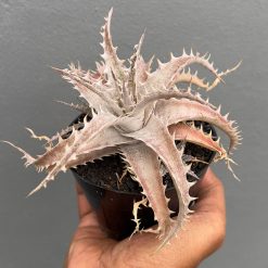 Dyckia Marnier Hybrid, real feature image plant. Picture taken directly from kaktus.id community Dyckia farmer green houses.