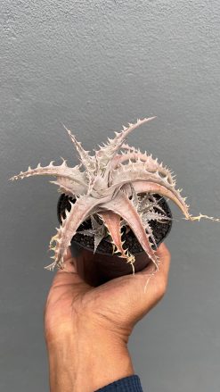 Dyckia Marnier Hybrid, real gallery image #2 plants. Picture taken directly from kaktus.id community Dyckia farmer green houses.