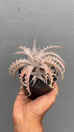 Dyckia Marnier Hybrid, real gallery image #3 plants. Picture taken directly from kaktus.id community Dyckia farmer green houses.