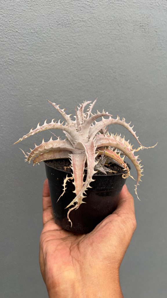 kaktus.id
