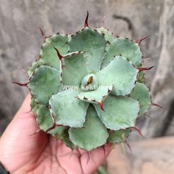 Agave Isthmensis Green, real gallery image #1 plants. Picture taken directly from kaktus.id community Agave farmer green houses.