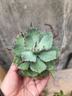 Agave Isthmensis Green, real gallery image #5 plants. Picture taken directly from kaktus.id community Agave farmer green houses.