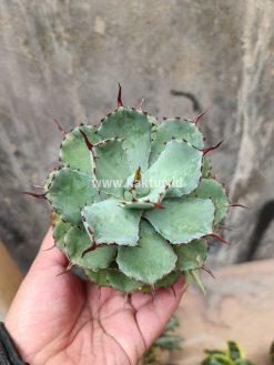 Agave Isthmensis Green, real gallery image #3 plants. Picture taken directly from kaktus.id community Agave farmer green houses.
