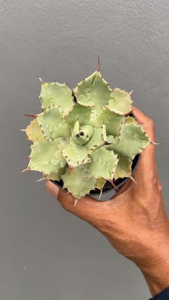 Agave Isthmensis Green, real gallery image #6 plants. Picture taken directly from kaktus.id community Agave farmer green houses.