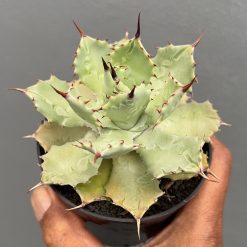 Agave Isthmensis Green, real gallery image #2 plants. Picture taken directly from kaktus.id community Agave farmer green houses.