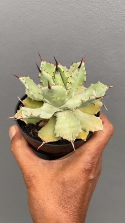 Agave Isthmensis Green, real gallery image #4 plants. Picture taken directly from kaktus.id community Agave farmer green houses.