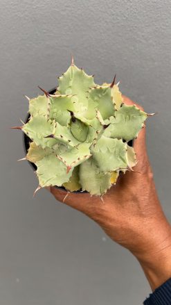 Agave Isthmensis Green, real gallery image #8 plants. Picture taken directly from kaktus.id community Agave farmer green houses.