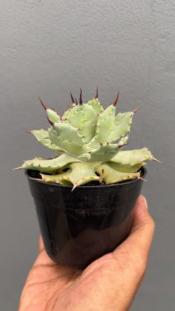 Agave Isthmensis Green, real gallery image #10 plants. Picture taken directly from kaktus.id community Agave farmer green houses.