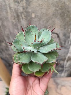 Agave Isthmensis Green, real gallery image #11 plants. Picture taken directly from kaktus.id community Agave farmer green houses.