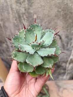 Agave Isthmensis Green, real gallery image #9 plants. Picture taken directly from kaktus.id community Agave farmer green houses.