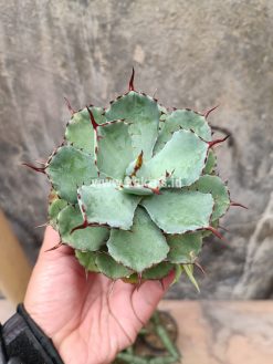 Agave Isthmensis Green, real gallery image #7 plants. Picture taken directly from kaktus.id community Agave farmer green houses.