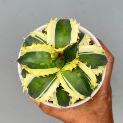 Agave Cycolefornia, real gallery image #1 plants. Picture taken directly from kaktus.id community Agave farmer green houses.