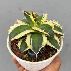 Agave Cycolefornia, real feature image plant. Picture taken directly from kaktus.id community Agave farmer green houses.