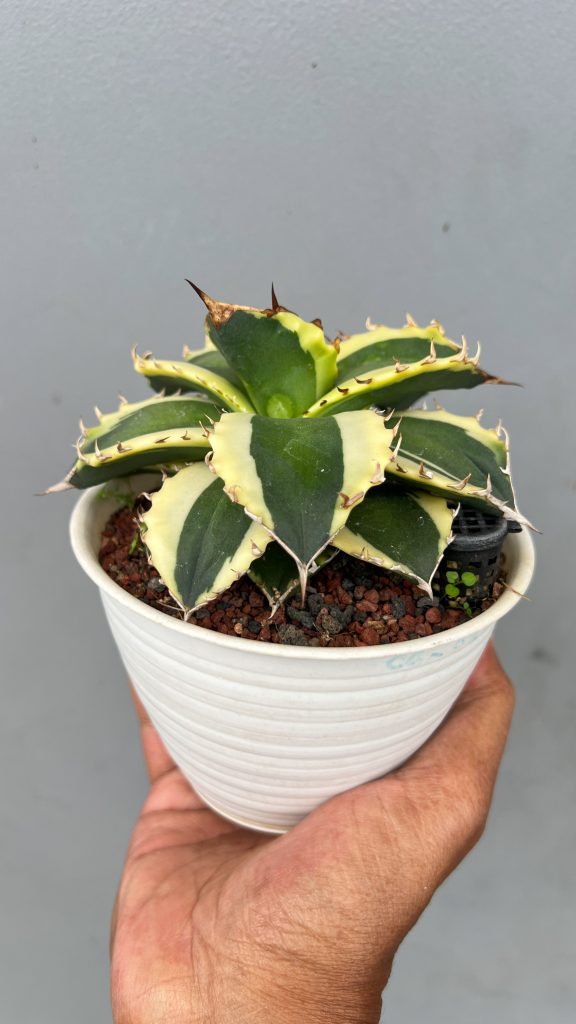 kaktus.id