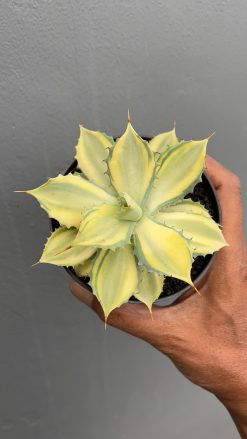 Agave Isthmensis Variegated Mediopicta, real gallery image #1 plants. Picture taken directly from kaktus.id community Agave farmer green houses.