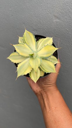 Agave Isthmensis Variegated Mediopicta, real gallery image #2 plants. Picture taken directly from kaktus.id community Agave farmer green houses.