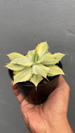 Agave Isthmensis Variegated Mediopicta, real gallery image #3 plants. Picture taken directly from kaktus.id community Agave farmer green houses.