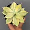 Agave Isthmensis Variegated Mediopicta, real feature image plant. Picture taken directly from kaktus.id community Agave farmer green houses.