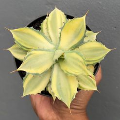 Agave Isthmensis Variegated Mediopicta, real feature image plant. Picture taken directly from kaktus.id community Agave farmer green houses.