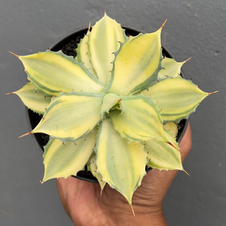 1405. Agave Isthmensis Variegated Mediopicta