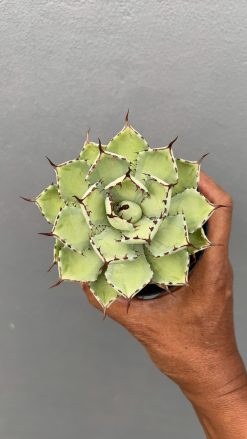 Agave Potatorum Lime Green, real gallery image #2 plants. Picture taken directly from kaktus.id community Agave farmer green houses.