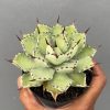 Agave Potatorum Lime Green, real feature image plant. Picture taken directly from kaktus.id community Agave farmer green houses.