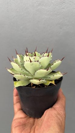 Agave Potatorum Lime Green, real gallery image #3 plants. Picture taken directly from kaktus.id community Agave farmer green houses.