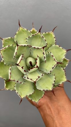 Agave Potatorum Lime Green, real gallery image #1 plants. Picture taken directly from kaktus.id community Agave farmer green houses.