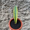 Sansevieria Leopard Bat Variegated, real feature image plant. Picture taken directly from kaktus.id community Sansevieria farmer green houses.