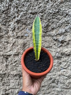 Sansevieria Leopard Bat Variegated, real gallery image #2 plants. Picture taken directly from kaktus.id community Sansevieria farmer green houses.